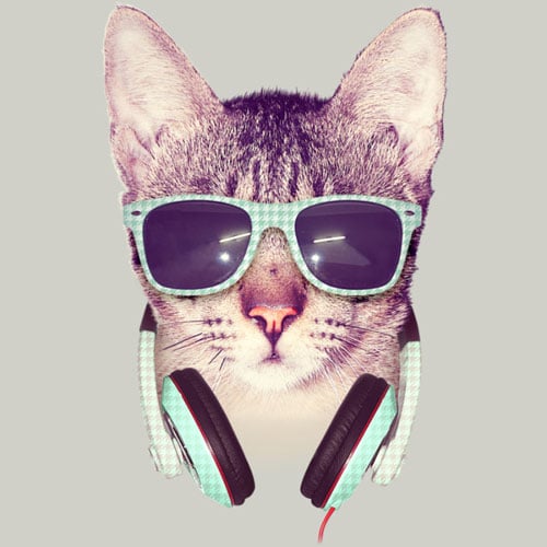 cool_cat-1